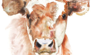Sarah-Peterson-_Calf-SP Sarah-Peterson-_Calf-SP