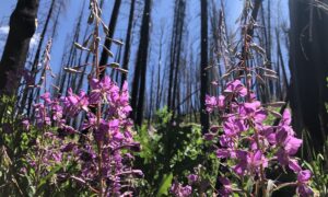 grades5.8storyofforest grades5.8storyofforest